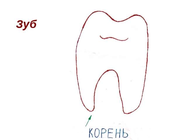 Зуб 