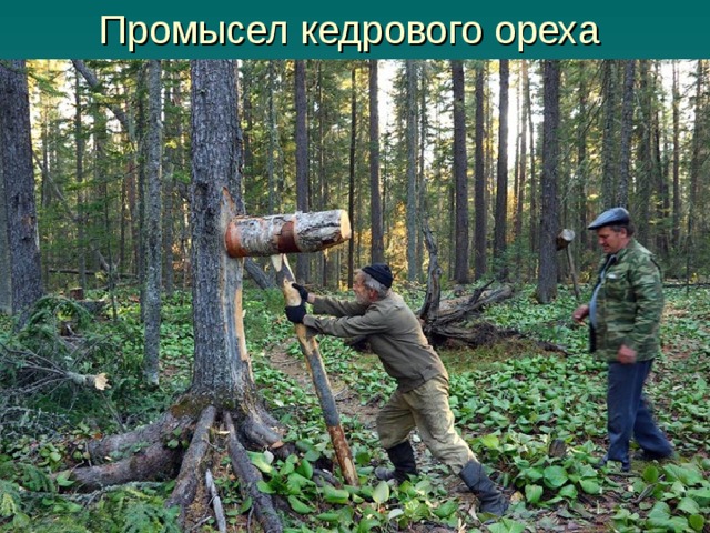 Промысел кедрового ореха 