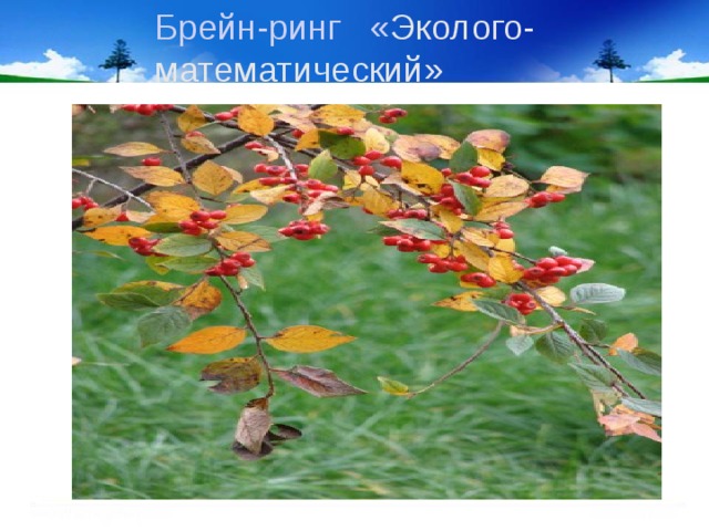Брейн-ринг « Эколого-математический»   