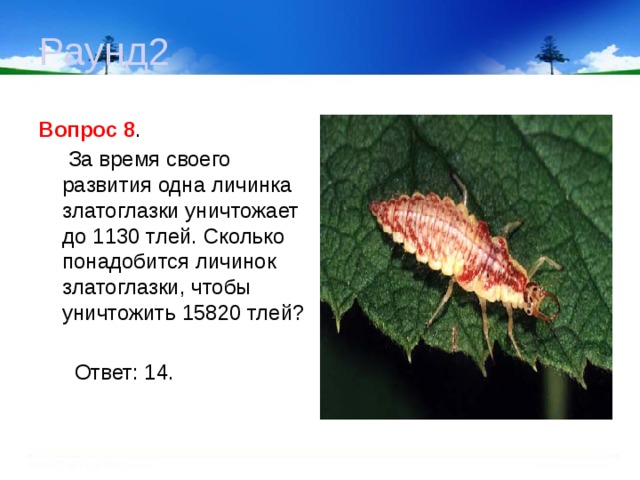 Раунд2 Вопрос 8 .  За время своего развития одна личинка златоглазки уничтожает до 1130 тлей. Сколько понадобится личинок златоглазки, чтобы уничтожить 15820 тлей?  Ответ: 14. 