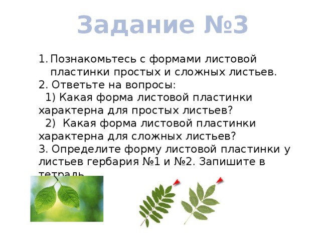 Задание №3 Познакомьтесь с формами листовой пластинки простых и сложных листьев. 2. Ответьте на вопросы:  1) Какая форма листовой пластинки характерна для простых листьев?  2) Какая форма листовой пластинки характерна для сложных листьев? 3. Определите форму листовой пластинки у листьев гербария №1 и №2. Запишите в тетрадь.   
