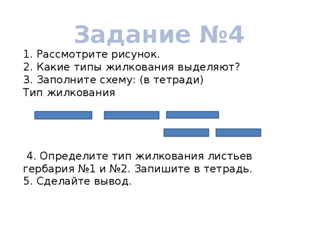 Задание №4 1. Рассмотрите рисунок. 2. Какие типы жилкования выделяют? 3. Заполните схему: (в тетради) Тип жилкования       4. Определите тип жилкования листьев гербария №1 и №2. Запишите в тетрадь. 5. Сделайте вывод. 