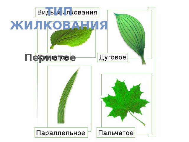 Тип жилкования Перистое 