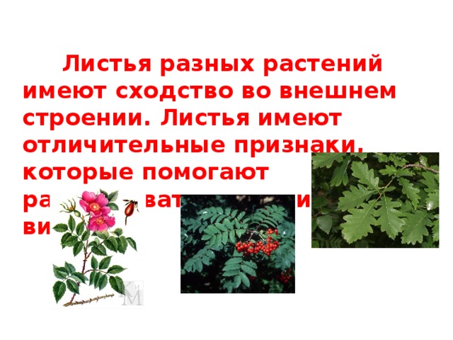  Листья разных растений имеют сходство во внешнем строении. Листья имеют отличительные признаки, которые помогают распознавать растения по видам. 