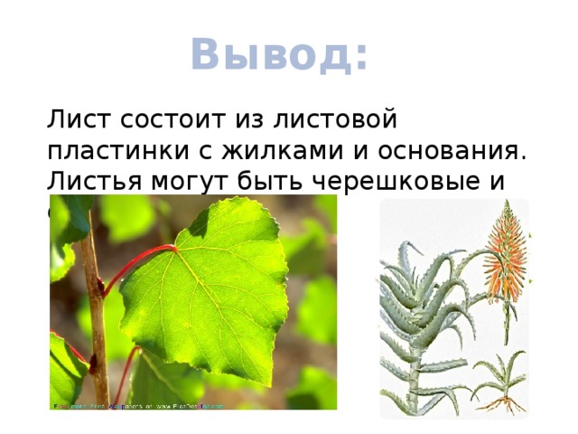 Вывод: Лист состоит из листовой пластинки с жилками и основания. Листья могут быть черешковые и сидячие. 