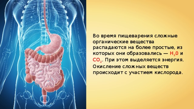 Во время пищеварения сложные органические вещества распадаются на более простые, из которых они образовались — H 2 0 и CO 2 . При этом выделяется энергия. Окисление сложных веществ происходит с участием кислорода. 