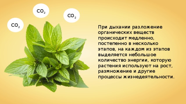 CO 2 CO 2 CO 2 При дыхании разложение органических веществ происходит медленно, постепенно в несколько этапов, на каждом из этапов выделяется небольшое количество энергии, которую растения используют на рост, размножение и другие процессы жизнедеятельности. 