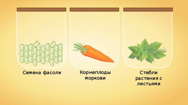 Корнеплоды моркови Стебли растения с листьями Семена фасоли 