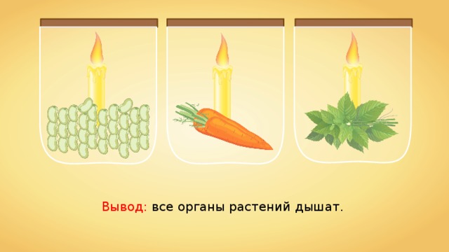 Вывод: все органы растений дышат. 