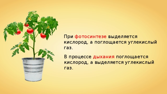 При фотосинтезе выделяется кислород, а поглощается углекислый газ. В процессе дыхания поглощается кислород, а выделяется углекислый газ. 