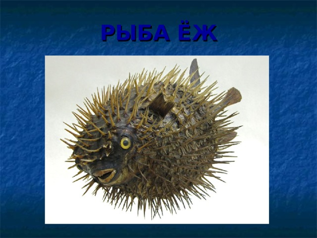 РЫБА ЁЖ 