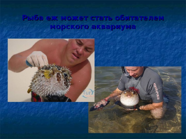 Рыба еж может стать обитателем морского аквариума 