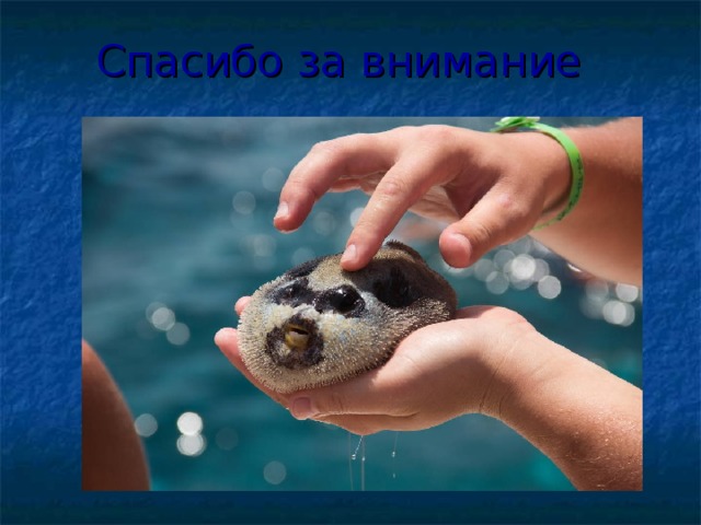 Спасибо за внимание 