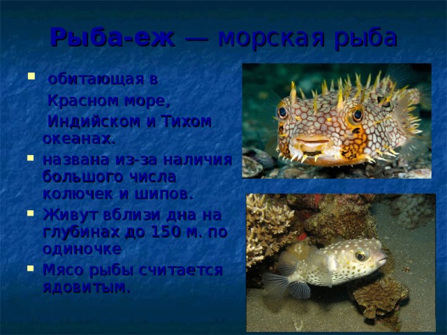 Рыба-еж — морская рыба обитающая в  Красном море,  Индийском и Тихом океанах. названа из-за наличия большого числа колючек и шипов. Живут вблизи дна на глубинах до 150 м. по одиночке Мясо рыбы считается ядовитым. 