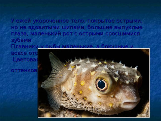 У ежей укороченное тело, покрытое острыми, но не ядовитыми шипами, большие выпуклые глаза, маленький рот с острыми сросшимися зубами  Плавники у рыбы маленькие, а брюшные и вовсе отсутствуют.  Цветовая окраска от жёлтого до коричневого оттенков 