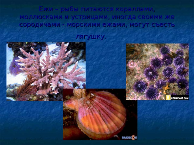 Ежи – рыбы питаются кораллами,  моллюсками и устрицами, иногда своими же сородичами - морскими ежами, могут съесть лягушку.   
