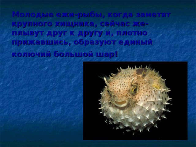 Молодые ежи-рыбы, когда заметят крупного хищника, сейчас же- плывут друг к другу и, плотно прижавшись, образуют единый колючий большой шар!  