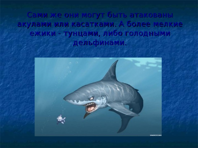 Сами же они могут быть атакованы акулами или касатками. А более мелкие ежики - тунцами, либо голодными дельфинами. 