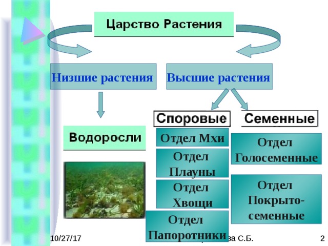 Низшие растения  Высшие растения  Отдел Мхи Отдел Голосеменные Отдел Плауны Отдел Покрыто- семенные Отдел Хвощи Отдел Папоротники 