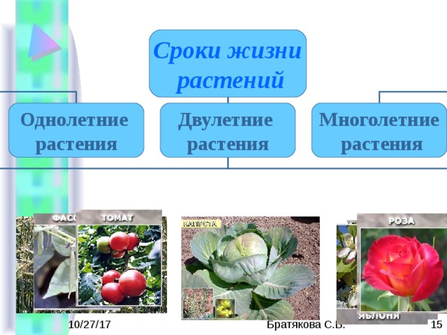 Сроки жизни  растений Однолетние растения Двулетние растения Многолетние  растения 