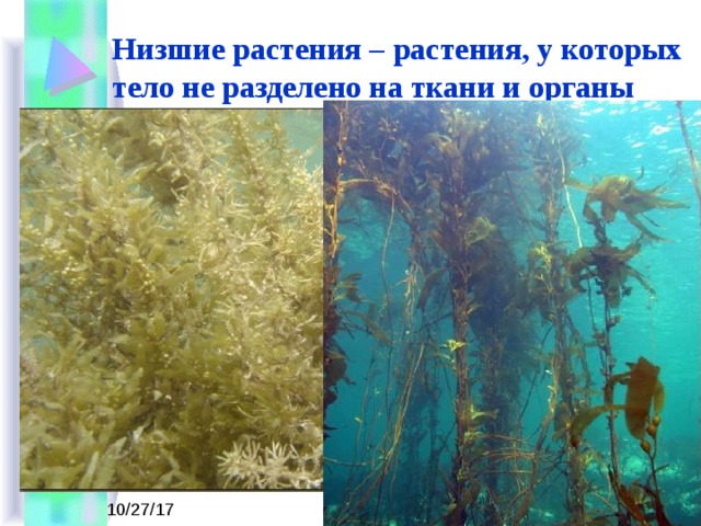 Низшие растения – растения, у которых тело не разделено на ткани и органы 
