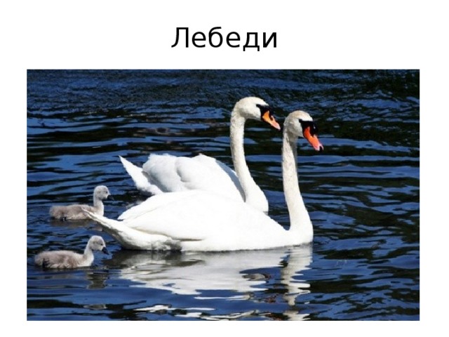 Лебеди 