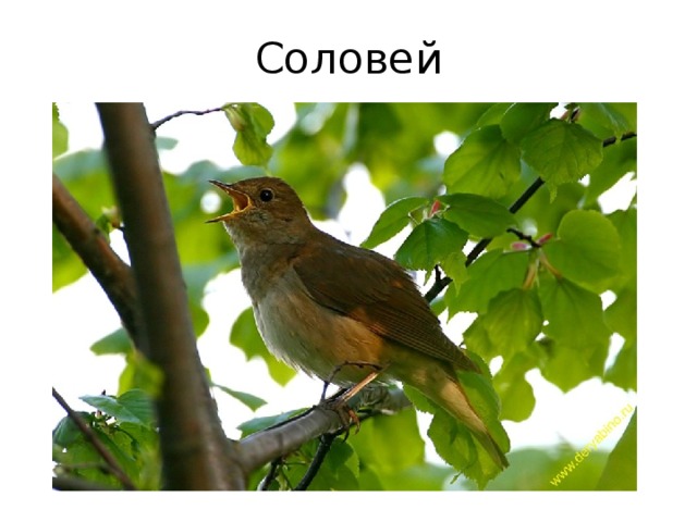 Соловей 