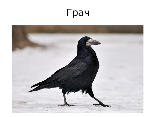 Грач 