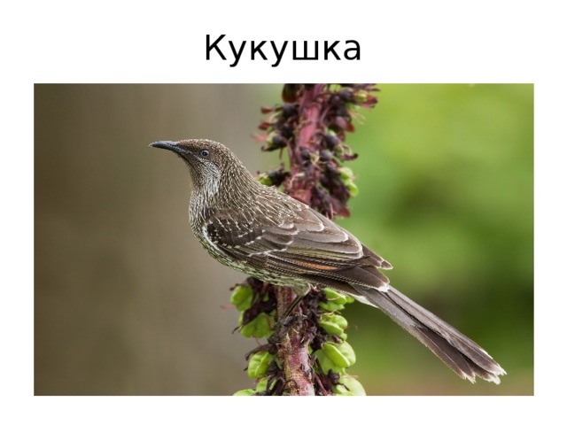 Кукушка 