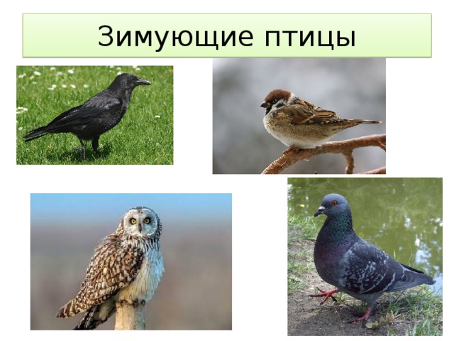 Зимующие птицы 
