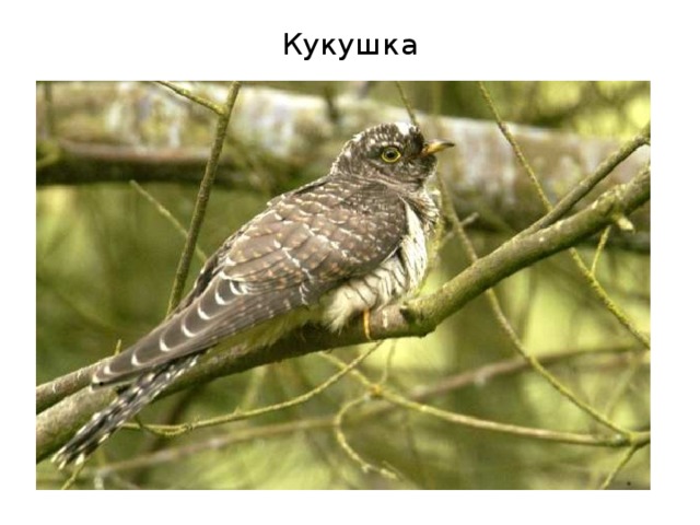 Кукушка 
