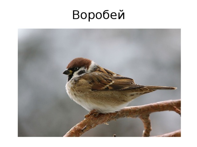 Воробей 