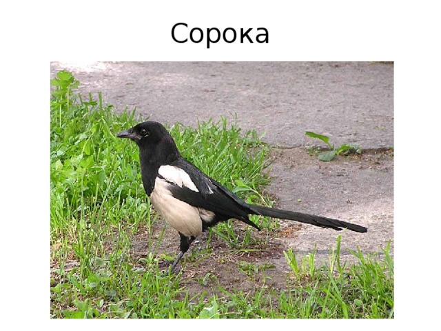 Сорока 