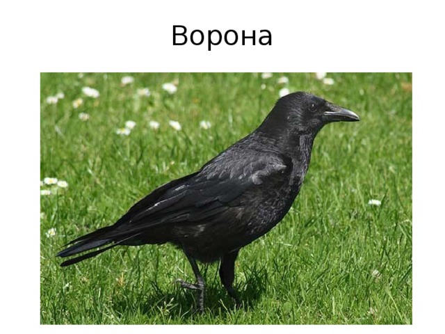 Ворона 