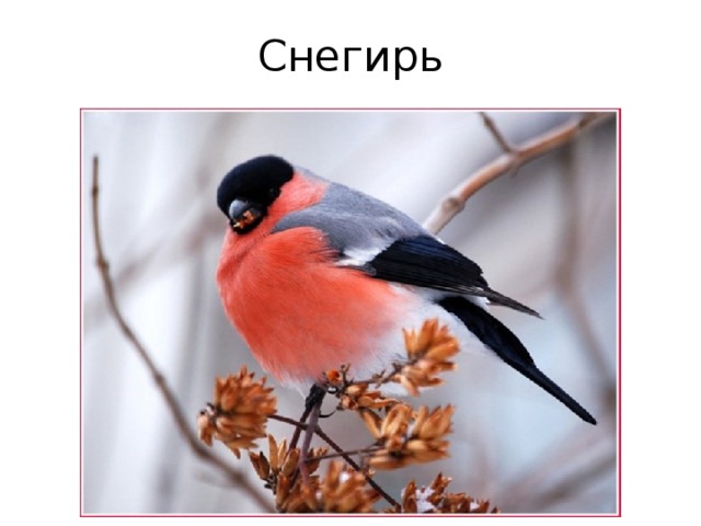 Снегирь 