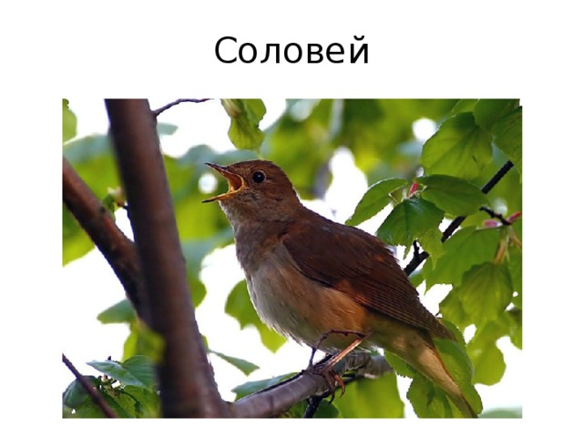 Соловей 