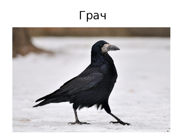 Грач 