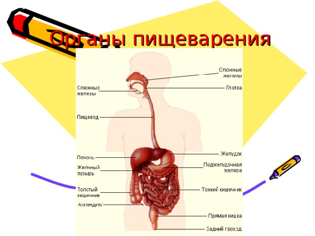 Органы пищеварения 