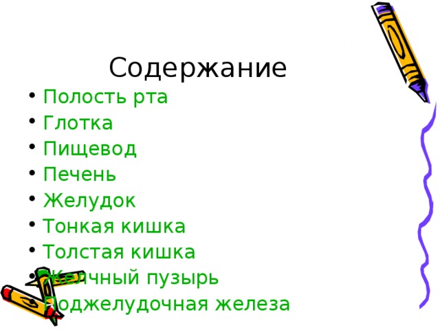 Полость рта Глотка Пищевод Печень Желудок Тонкая кишка Толстая кишка Желчный пузырь Поджелудочная железа 
