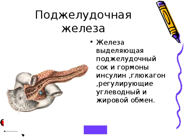 Железа выделяющая поджелудочный сок и гормоны инсулин ,глюкагон ,регулирующие углеводный и жировой обмен. 