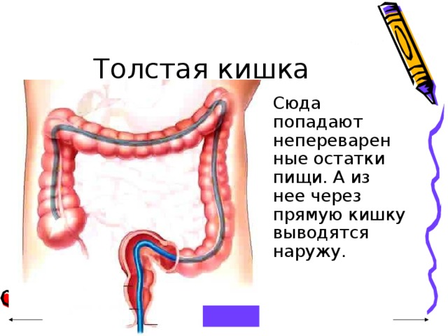 Сюда попадают непереварен ные остатки пищи. А из нее через прямую кишку выводятся наружу. 