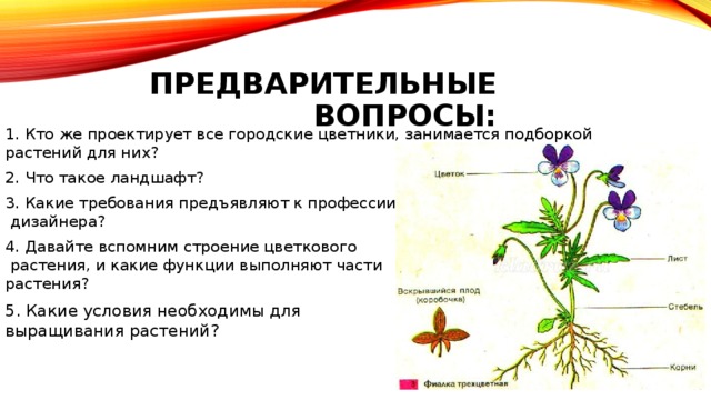 Предварительные вопросы: 1. Кто же проектирует все городские цветники, занимается подборкой растений для них? 2. Что такое ландшафт? 3. Какие требования предъявляют к профессии  дизайнера? 4. Давайте вспомним строение цветкового  растения, и какие функции выполняют части  растения? 5. Какие условия необходимы для  выращивания растений? 