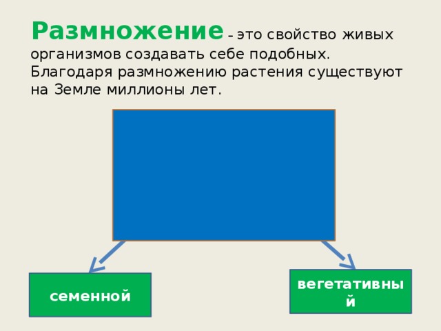 Размножение – это свойство живых организмов создавать себе подобных. Благодаря размножению растения существуют на Земле миллионы лет. Способы размножения растений вегетативный семенной 