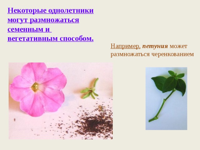Некоторые однолетники могут размножаться семенным и вегетативным способом. Например , петуния может размножаться черенкованием 