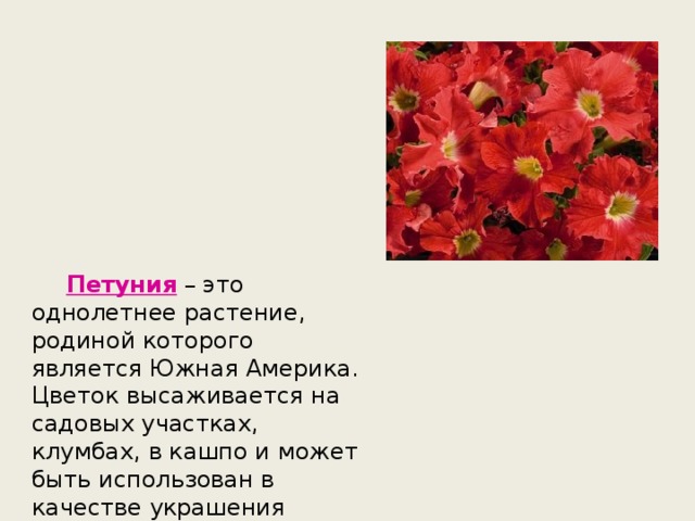 Петуния – это однолетнее растение, родиной которого является Южная Америка. Цветок высаживается на садовых участках, клумбах, в кашпо и может быть использован в качестве украшения балконов. 