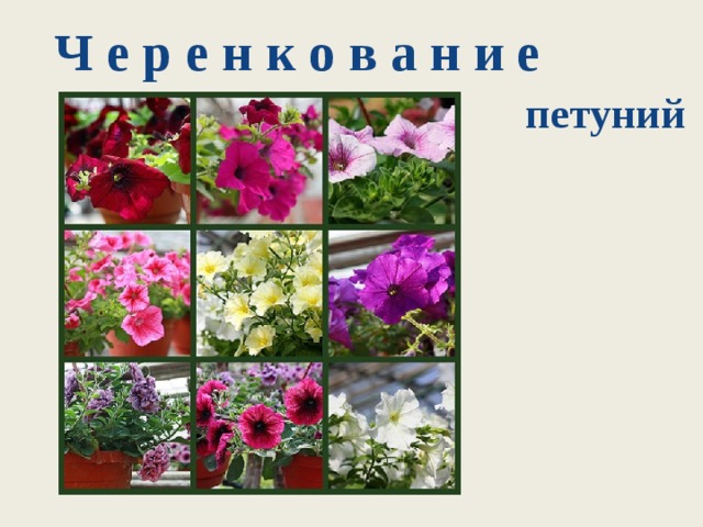 Ч е р е н к о в а н и е петуний 