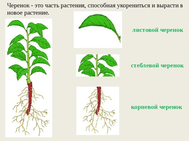 Черенок - это часть растения, способная укорениться и вырасти в новое растение. листовой черенок стеблевой черенок корневой черенок 