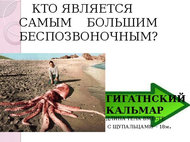  КТО ЯВЛЯЕТСЯ САМЫМ БОЛЬШИМ БЕСПОЗВОНОЧНЫМ? ГИГАТНСКИЙ КАЛЬМАР ДЛИНА ТЕЛА ВМЕСТЕ  С ЩУПАЛЬЦАМИ - 18м . 