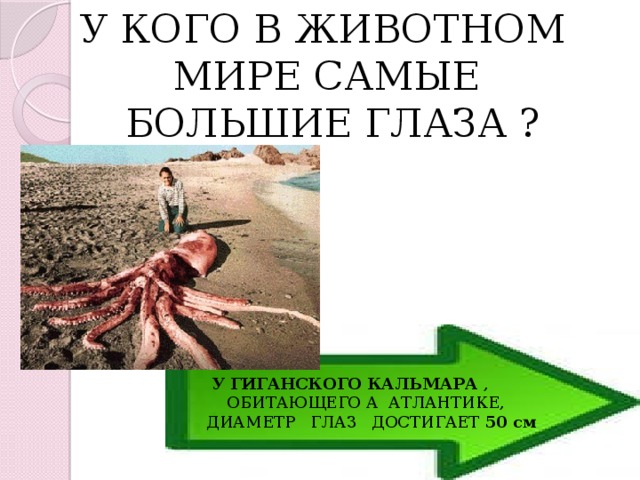 У КОГО В ЖИВОТНОМ МИРЕ САМЫЕ БОЛЬШИЕ ГЛАЗА ?  У ГИГАНСКОГО КАЛЬМАРА ,  ОБИТАЮЩЕГО А АТЛАНТИКЕ, ДИАМЕТР ГЛАЗ ДОСТИГАЕТ 50 см 