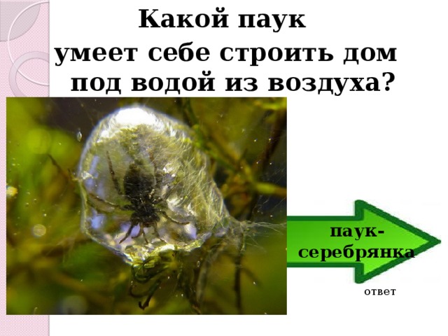 Какой паук умеет себе строить дом под водой из воздуха? паук-серебрянка ответ 